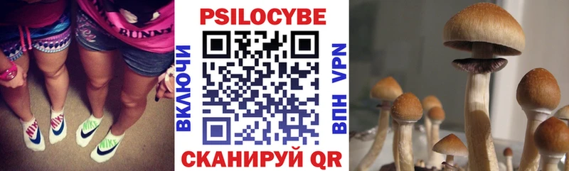 Купить закладки  Мурино  Псилоцибиновые грибы Cubensis 
